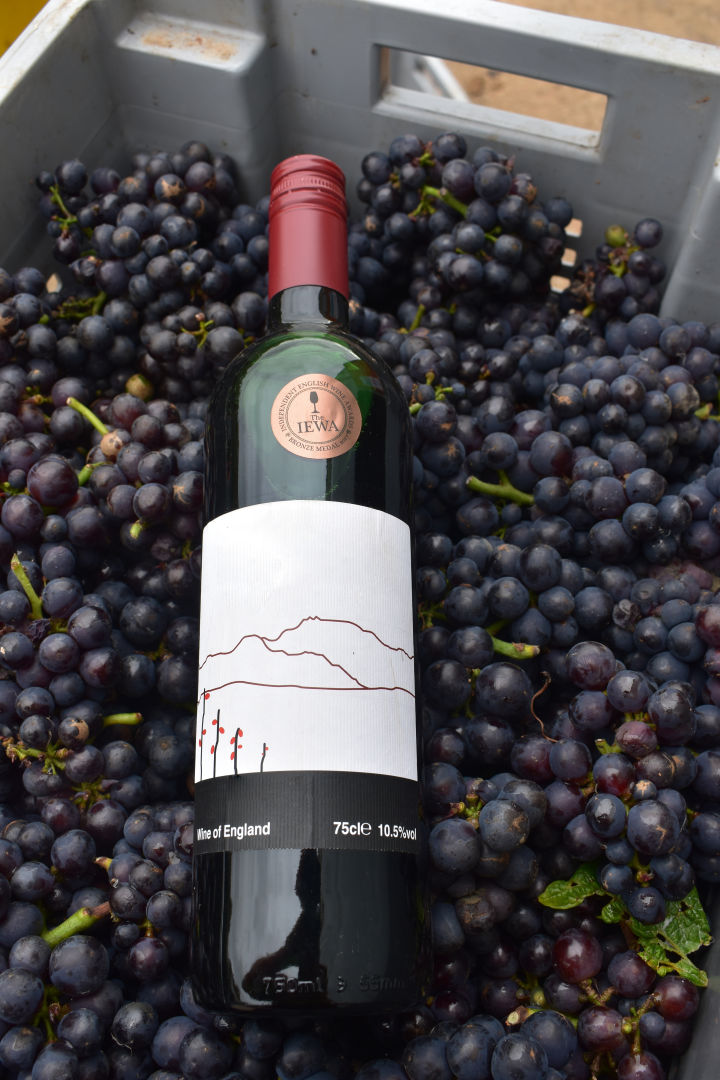 Devon vineyard and winery tour with tasting for only £10!